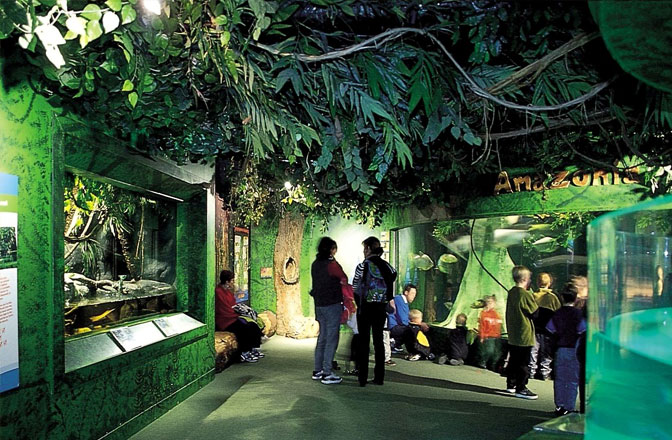 Amazonian Aquarium