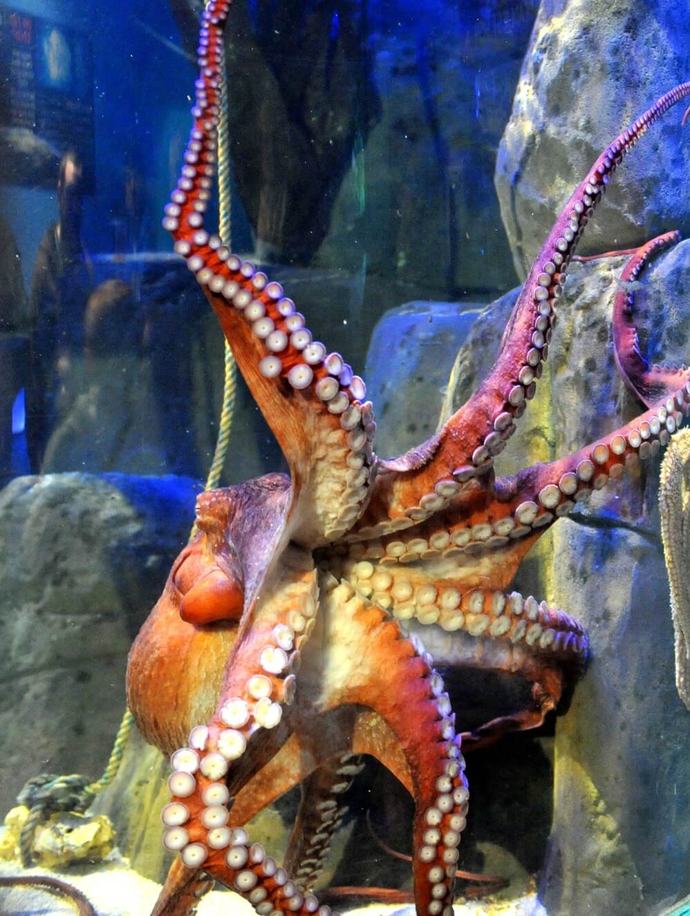 OCTOPUS CELEBRATION AT BLUE PLANET AQUARIUM | Blue Planet Aquarium