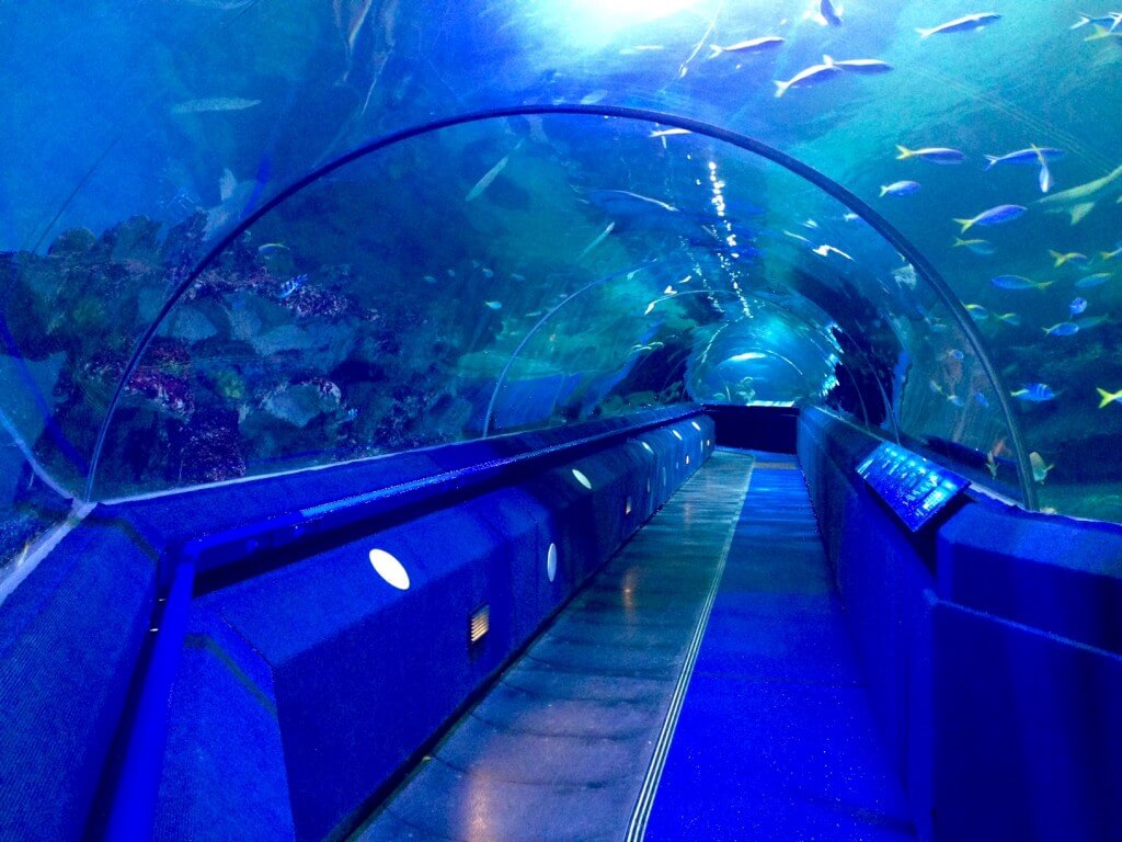 blue water aquarium