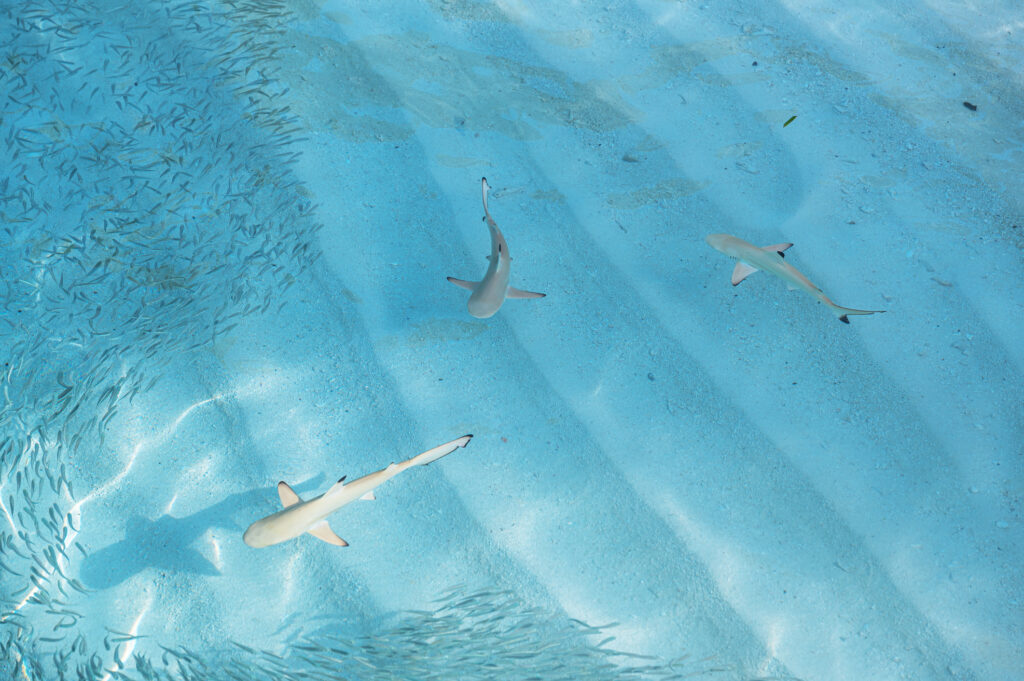 Blacktip reef sharks with school of fish in the shallow sea water