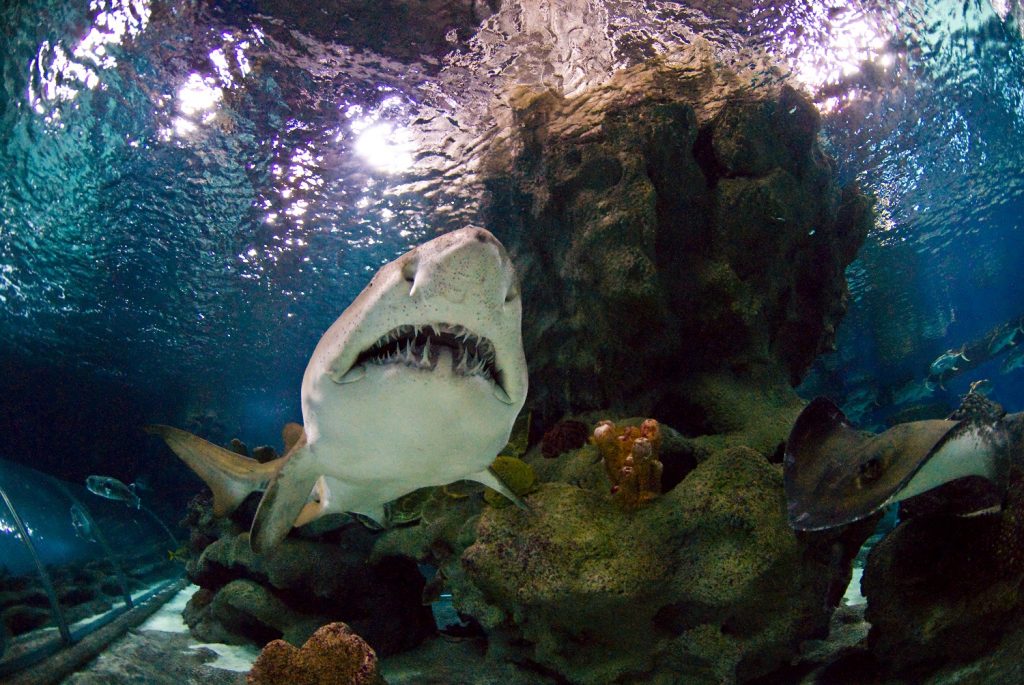 Sand Tiger Shark mouth