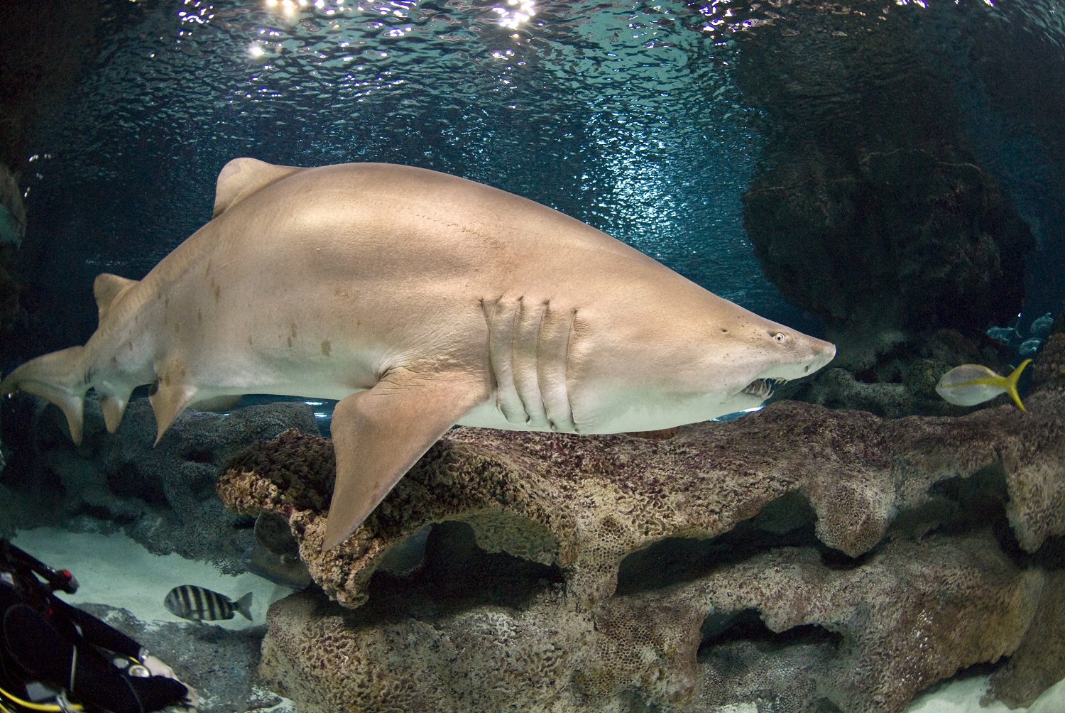 Fun Facts About Shark Habitats | Blue Planet Aquarium