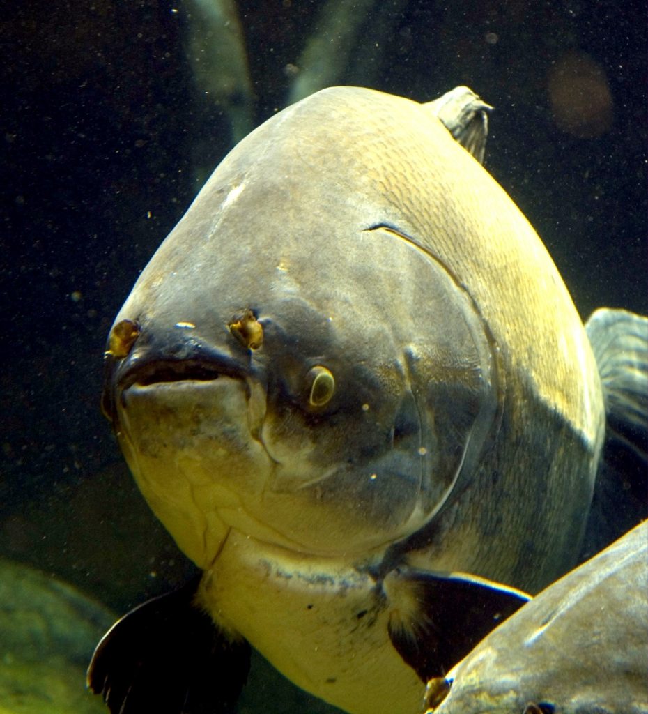 Large black pacu