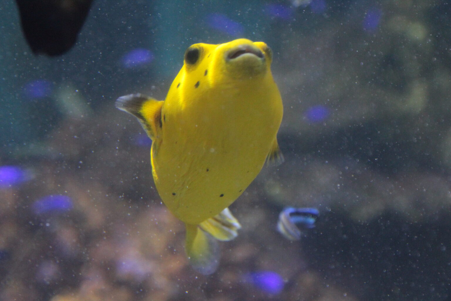 Pufferfish of Blue Planet Aquarium - Blue Planet Aquarium