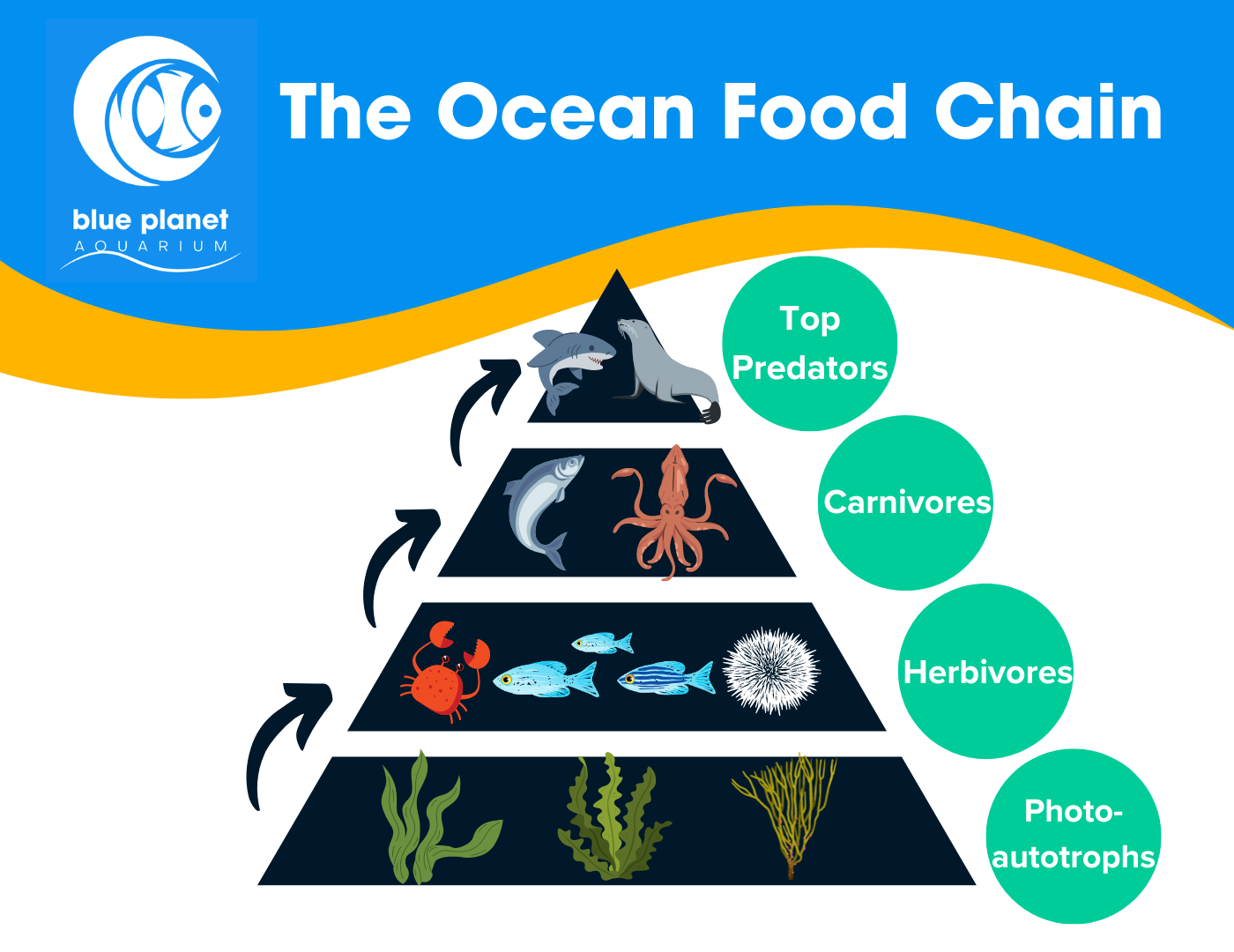 Ocean Food Chain Cartoon Ocean Food Web Ocean Food Ch - vrogue.co