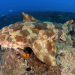 spotted wobbegong