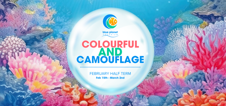 Colourful coral reef background with large bubble in foreground containing text about event, 'Colourful and Camouflage'.