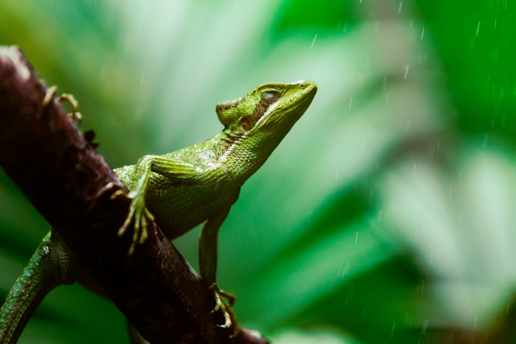 Close up color image depicting an iguana resting on the branch of a tree. Room for copy space.