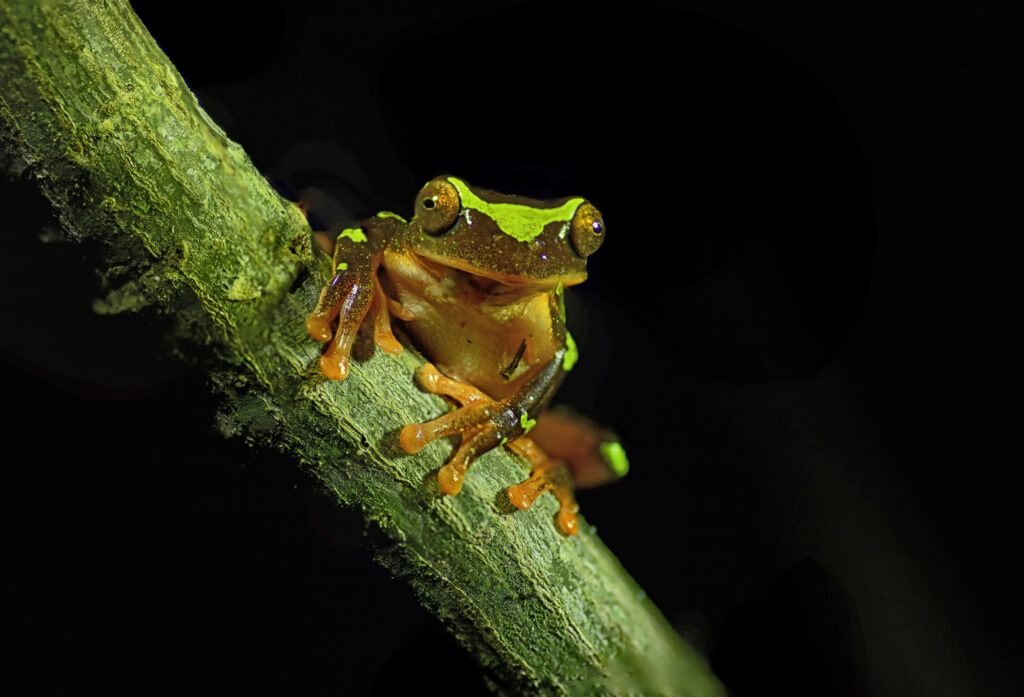 A Clown tree frog "Dendropsophus sarayacuensis" is seen perching on a branch.  This tree frog is a nocturnal, arboreal frog inhabiting understory vegetation in primary and secondary tropical rainforest and forest edges.  It is found in the Amazon region.  It has a distinct pattern or brown, green and orange colors. It is a small rare colorful frog.