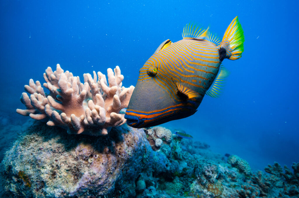 Trigger-fish with orange stripes and a bright green tail. The fish is hovering over some coral in the ocean. The water is two different shade of blue. It is darker on the sides than it is immediately surrounding the fish.