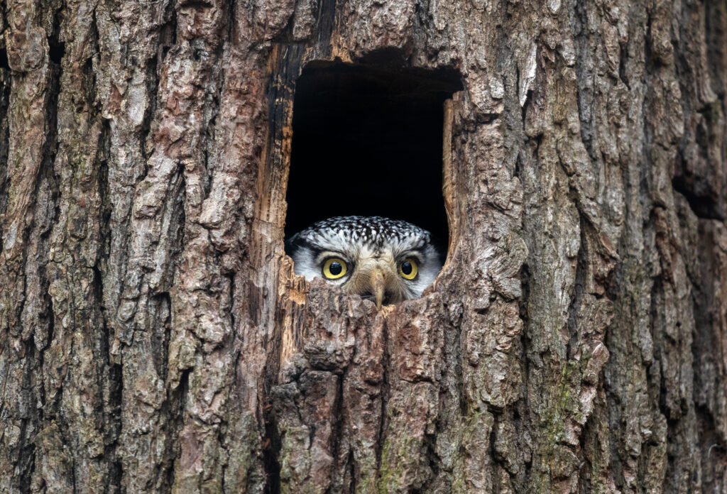 Northern hawk-owl (Surnia ulula) looking out of a tree hollow.